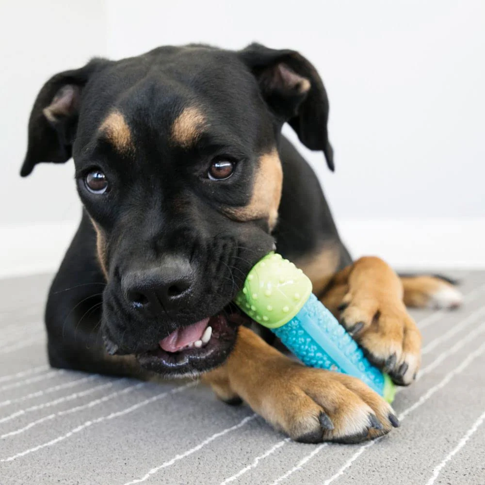 Kong CoreStrength Bone Toy for Dogs (Blue & Green) - Image 4