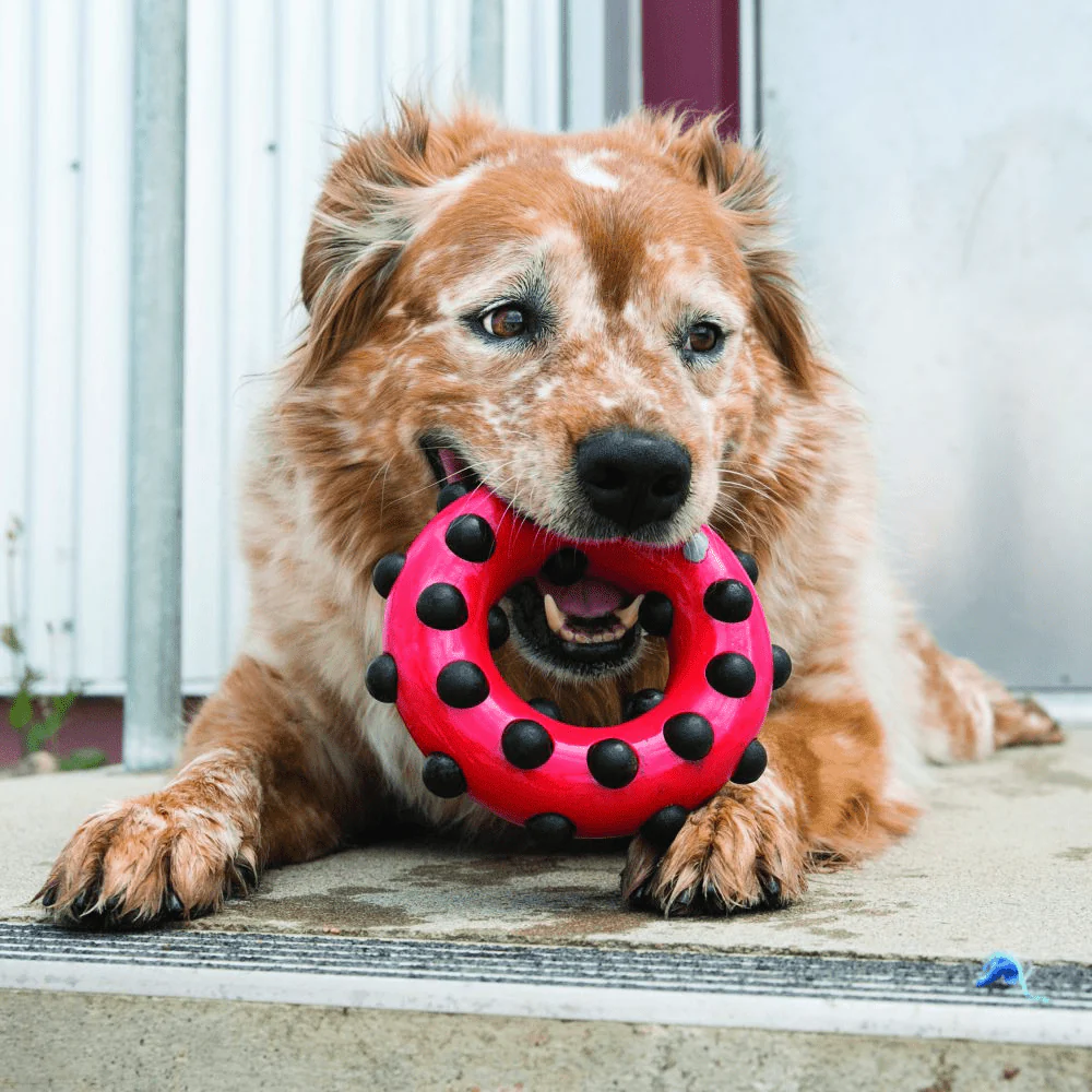 Kong Dotz Circle Toy for Dogs | For Aggressive Chewers - Image 6