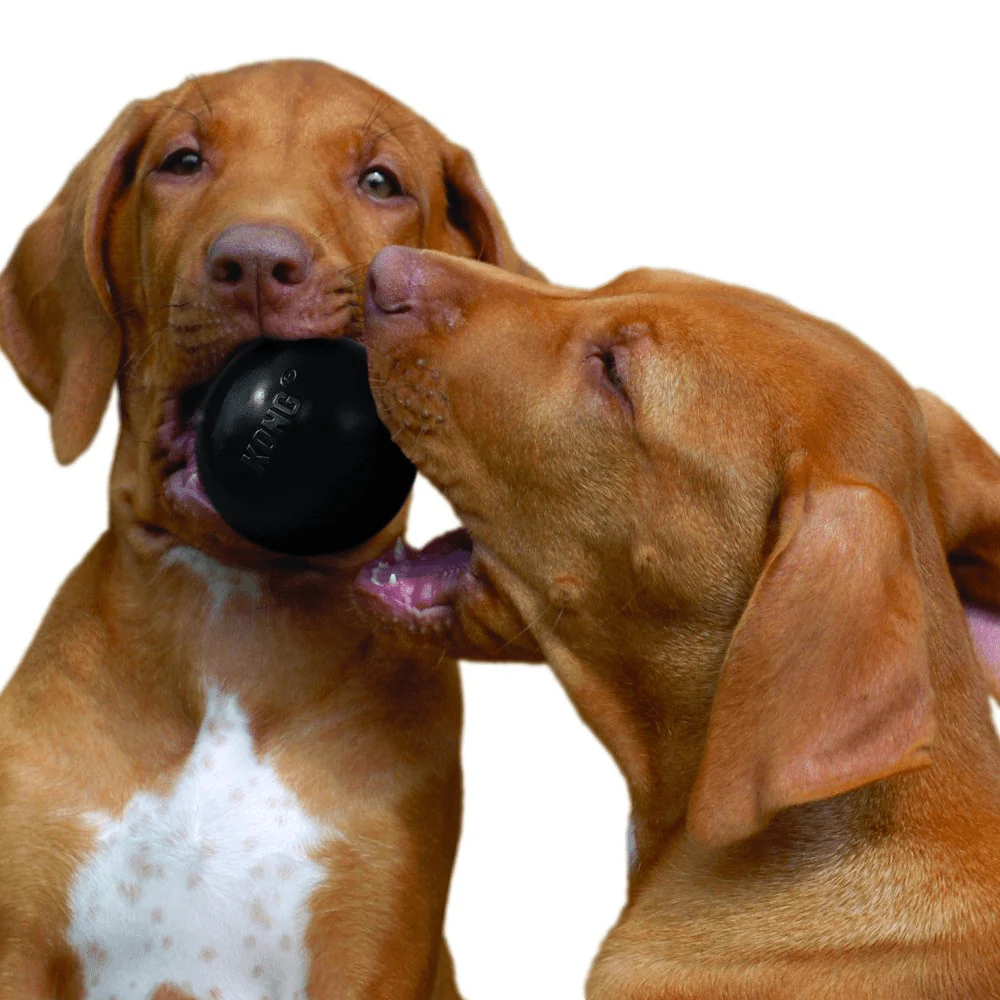 Kong Extreme Ball Dog Toy for Dogs | For Aggressive Chewers - Image 6