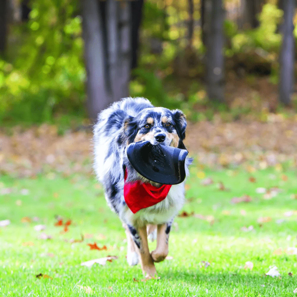 Kong Extreme Flyer Toy for Dogs - Image 5