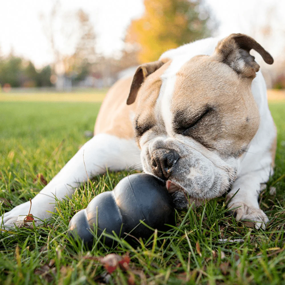 Kong Extreme Toy for Dogs (Black) | For Aggressive Chewers - Image 4