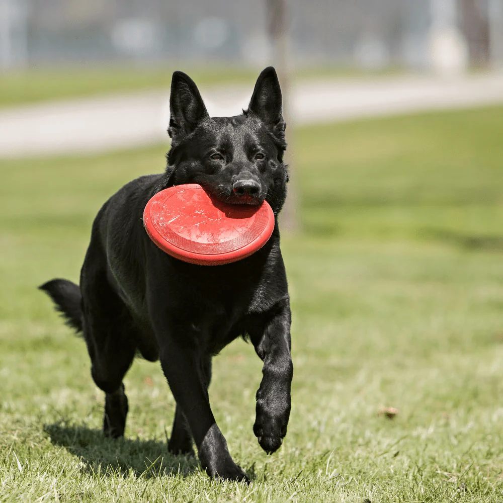 Kong Flyer Toy for Dogs - Image 5