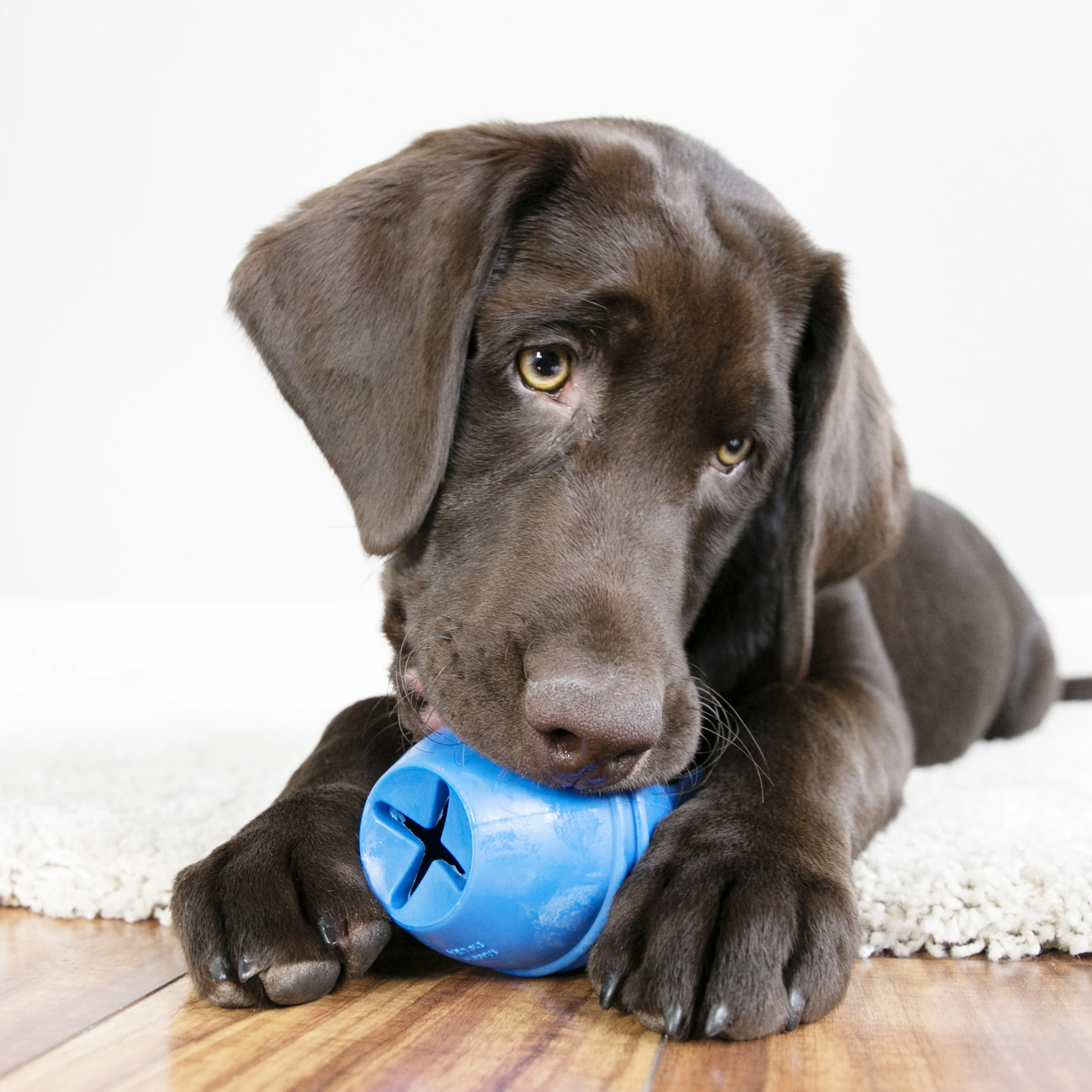 Kong Genius Leo Toy for Dogs (Blue) - Image 4