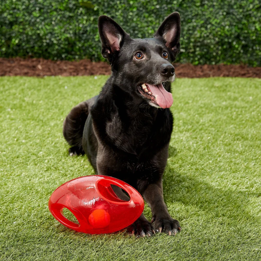 Kong Jumbler Football Toy for Dogs (Orange) - Image 4