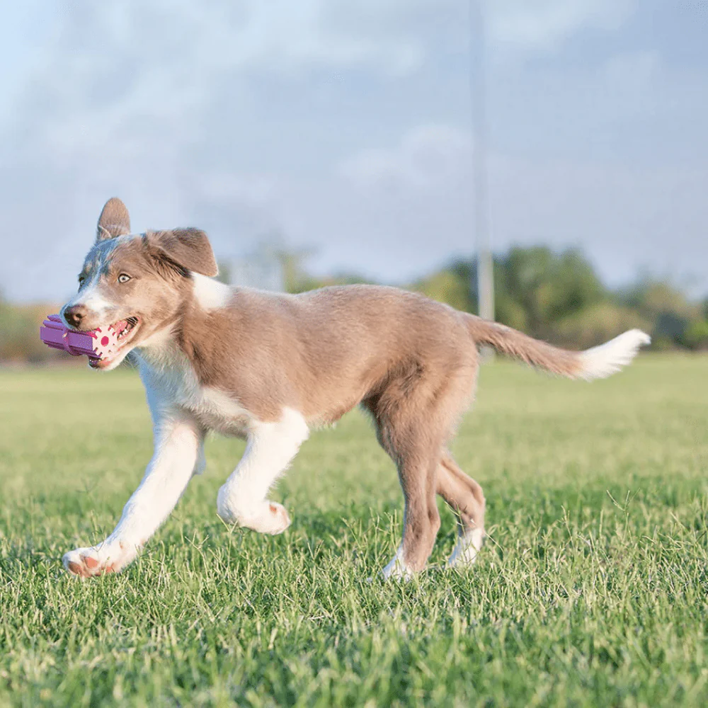 Kong Puppy Teething Stick Chew Toy (Blue) - Image 5