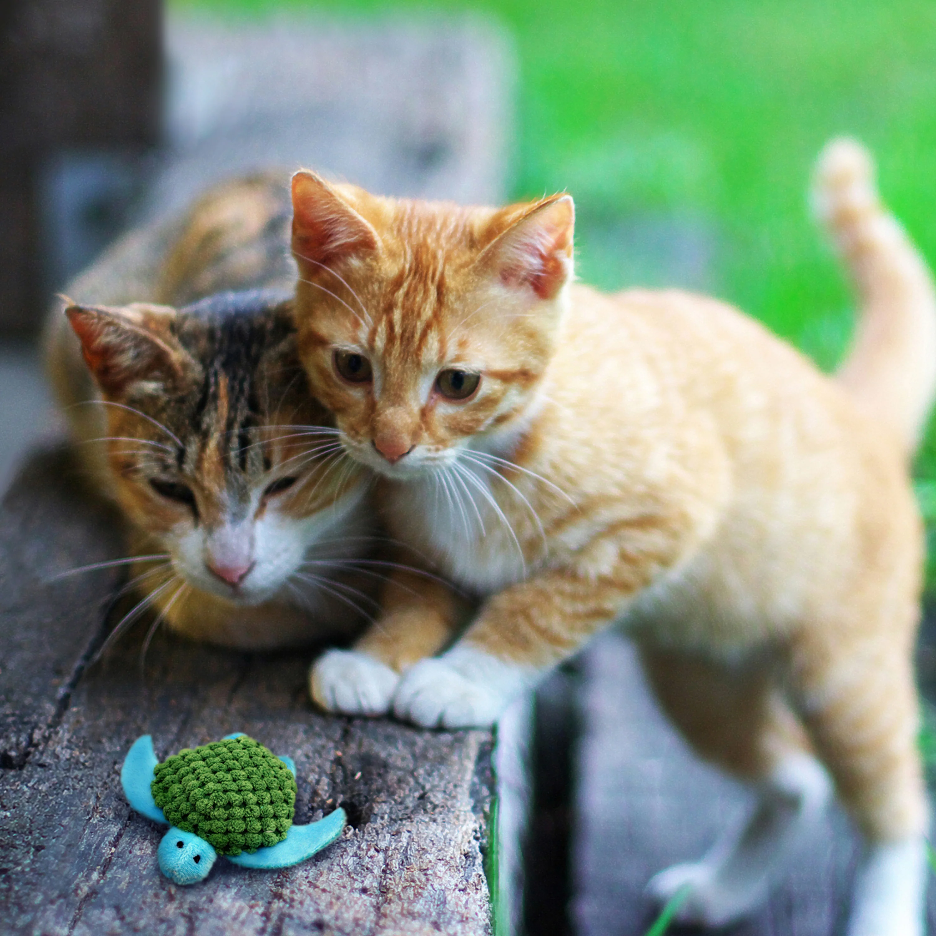Kong Refillables Turtle Toy for Cats (Green) - Image 3