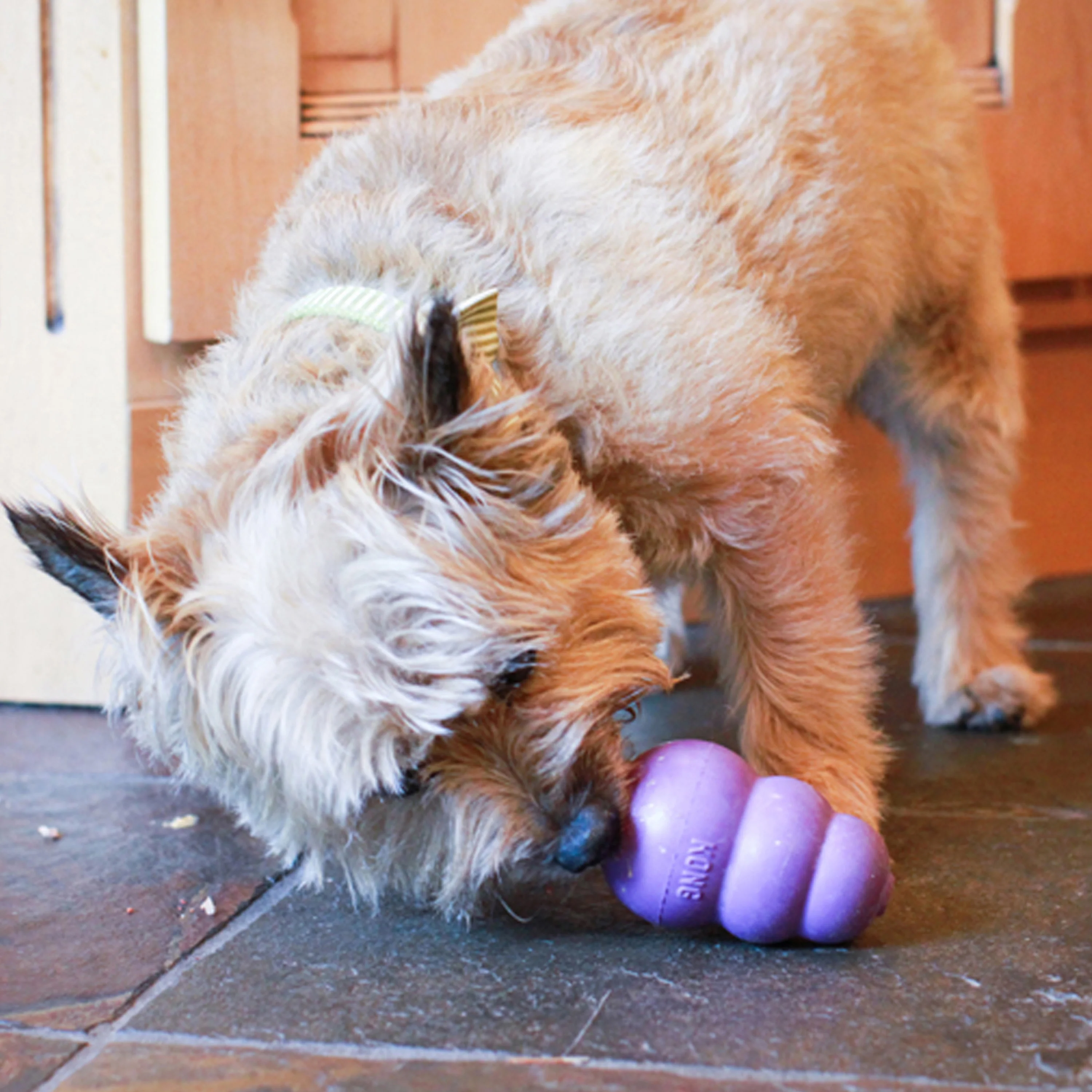 Kong Senior Toy for Dogs (Purple) - Image 3