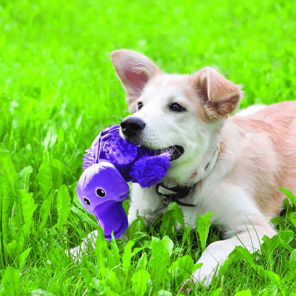 Kong Shells Platypus Toy for Dogs - Image 4