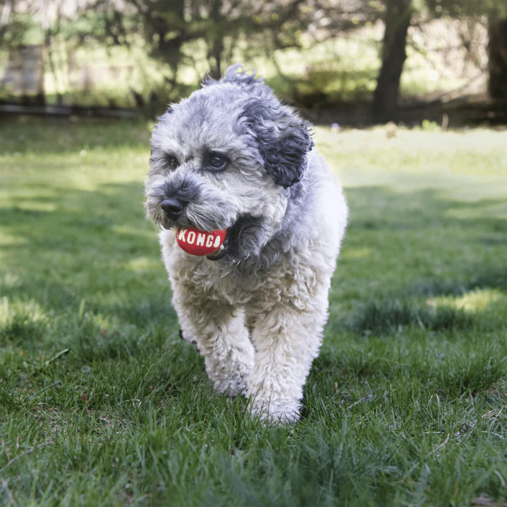 Kong Signature Ball Toy for Dogs - Image 5
