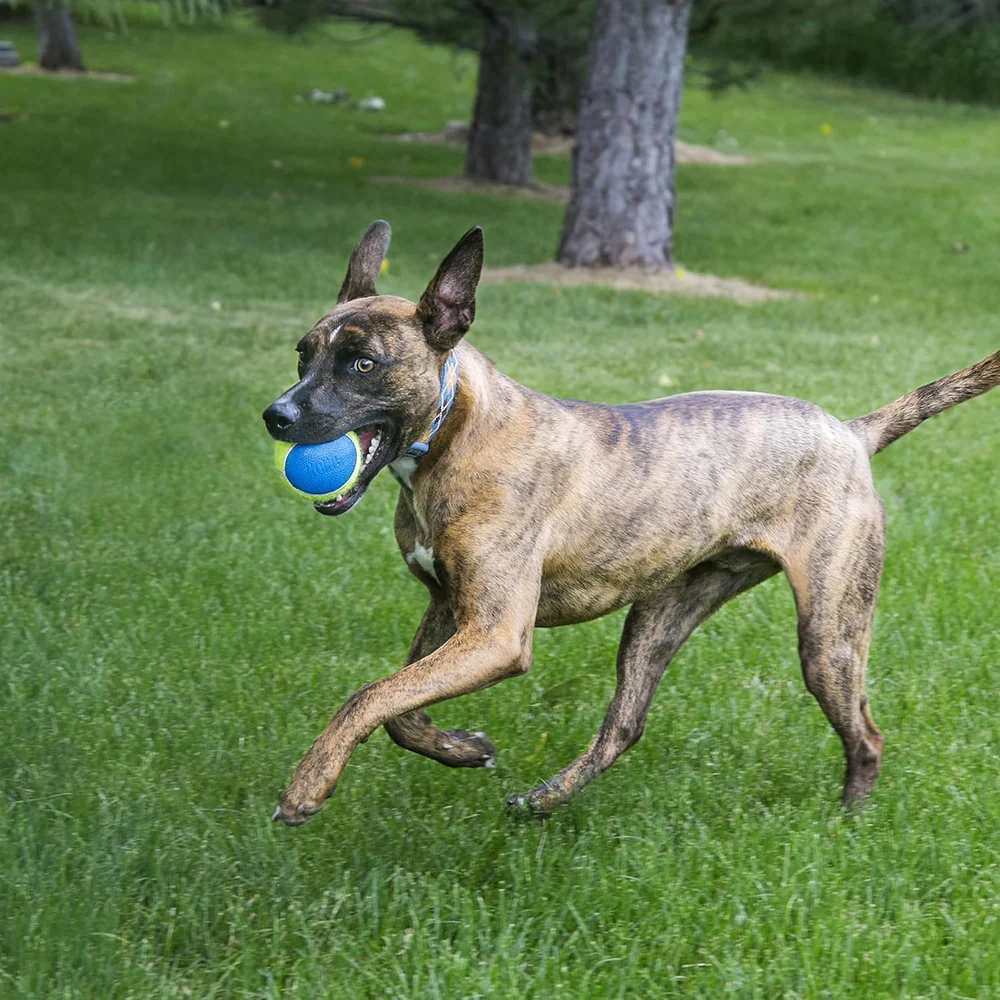 Kong SqueakAir Ultra Balls Toy for Dogs (Yellow & Blue) - Image 4