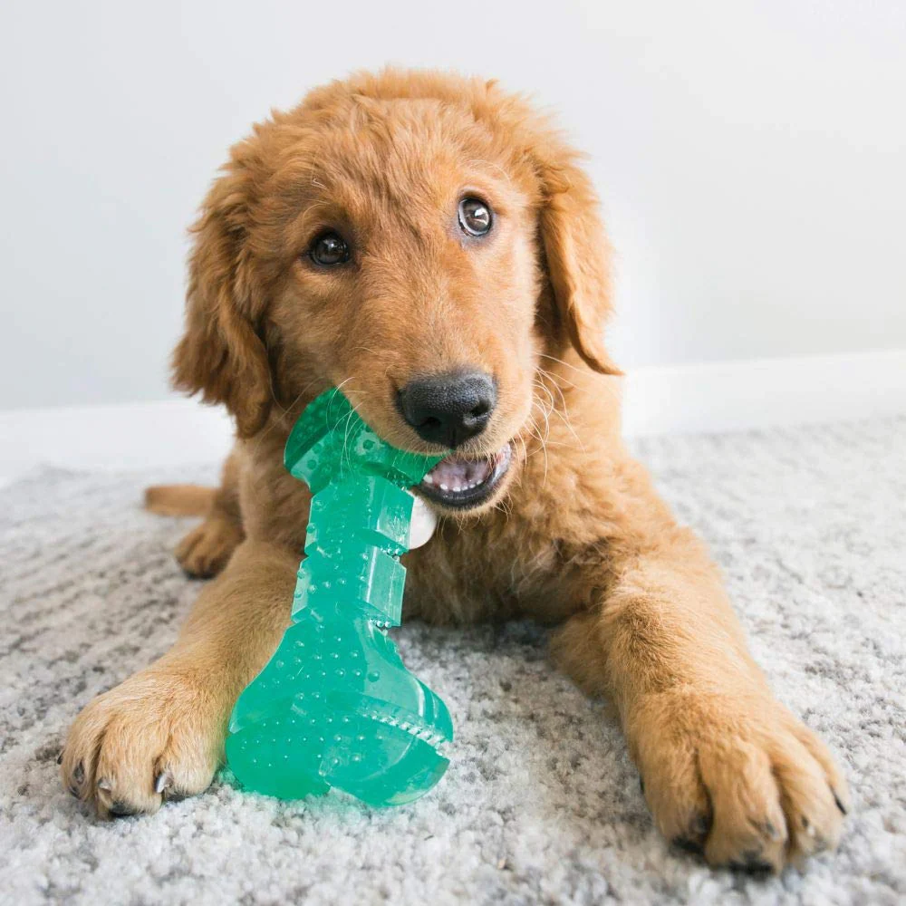 Kong Squeezz Dental Bone Toy for Dogs (Green) - Image 3