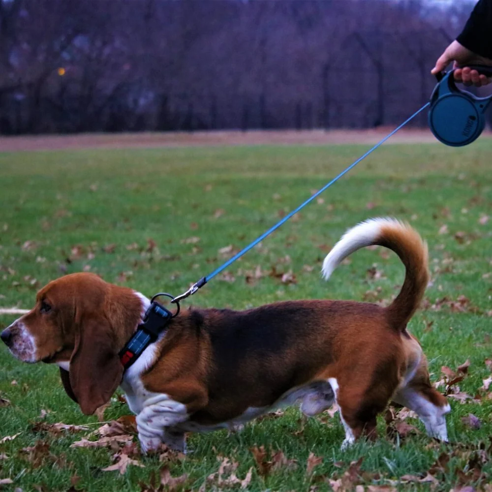 Kong Terrain Retractable Leash for Dogs and Cats (Blue) - Image 11