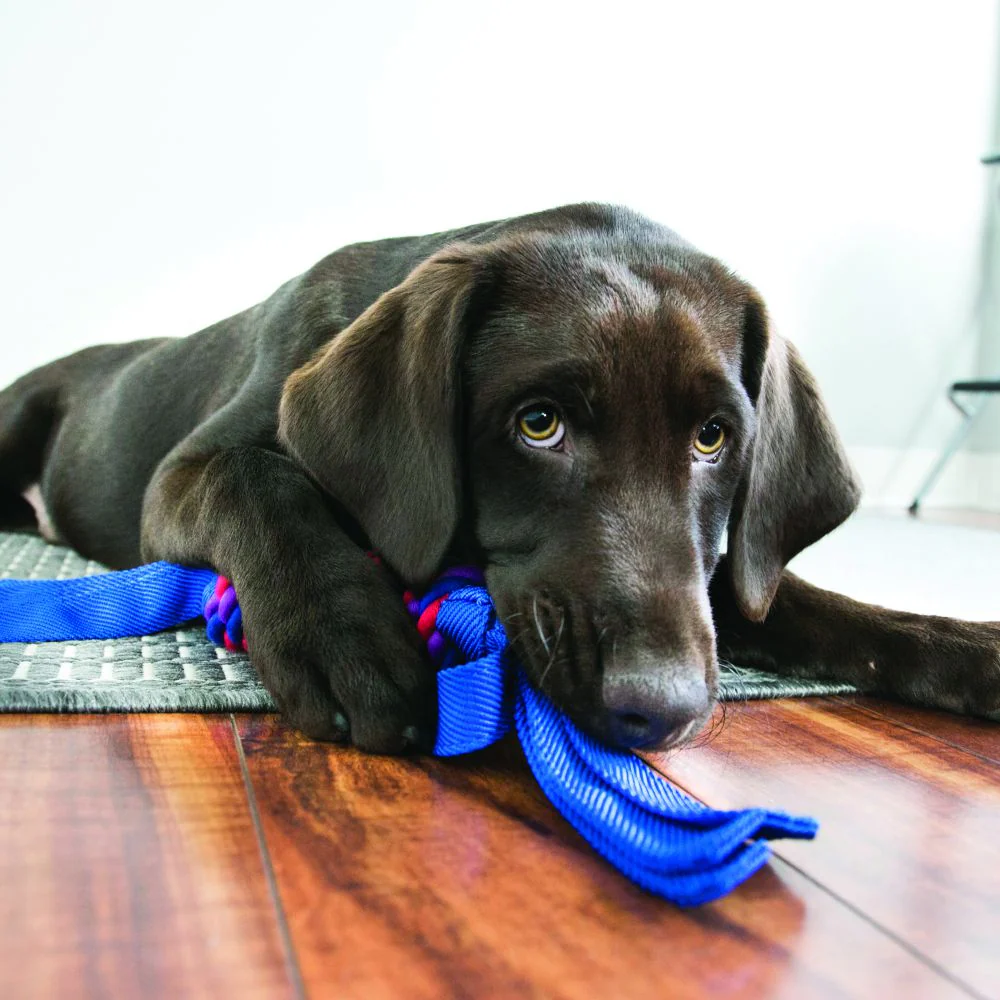 Kong Wubba Tugga Toy for Dogs (Purple) - Image 6