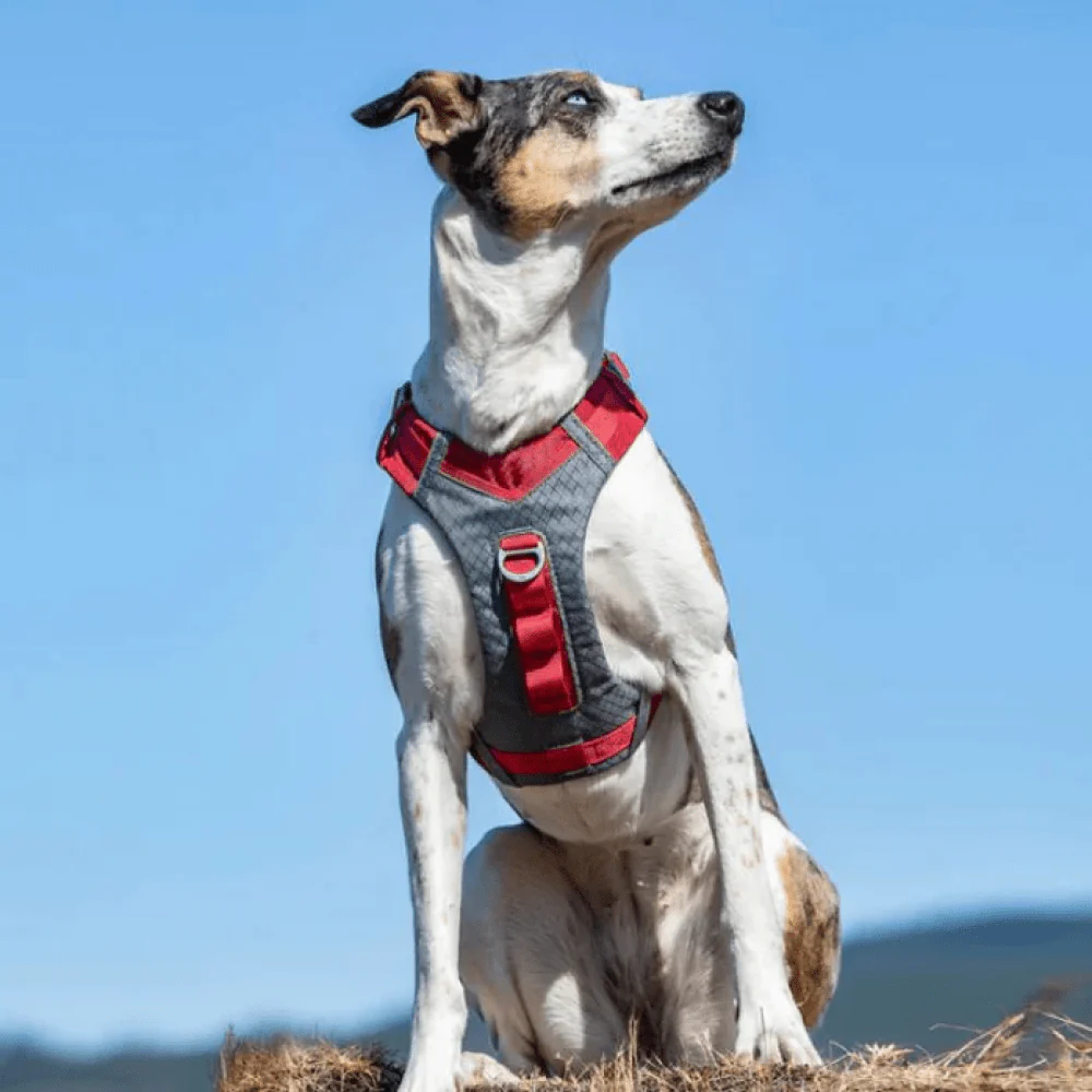 Kurgo Journey Air Harness for Dogs (Barn Red) - Image 9