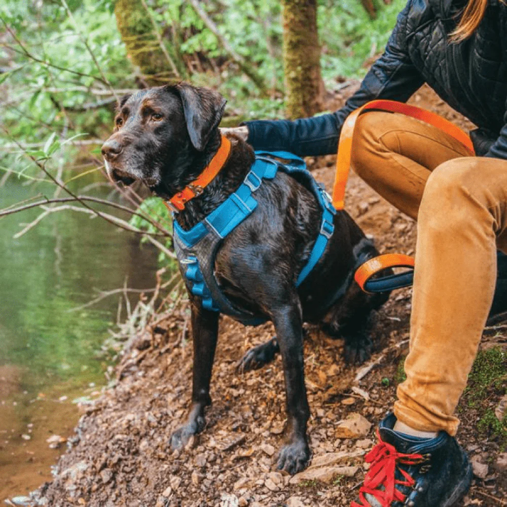 Kurgo Journey Air Harness for Dogs (Coastal Blue) - Image 12
