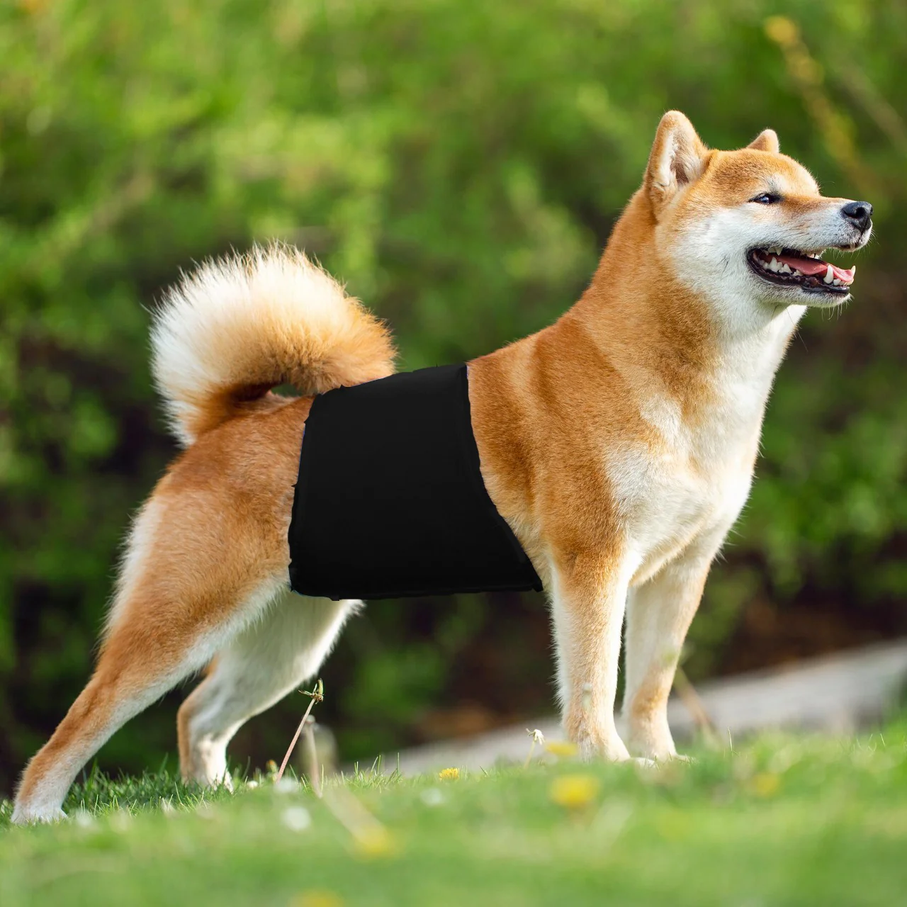 KUTKUT Diapers for Male Dogs (Black) - Image 8
