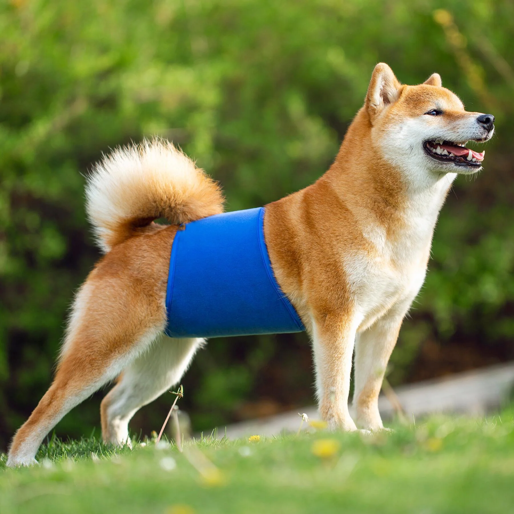 KUTKUT Diapers for Male Dogs (Blue) - Image 11