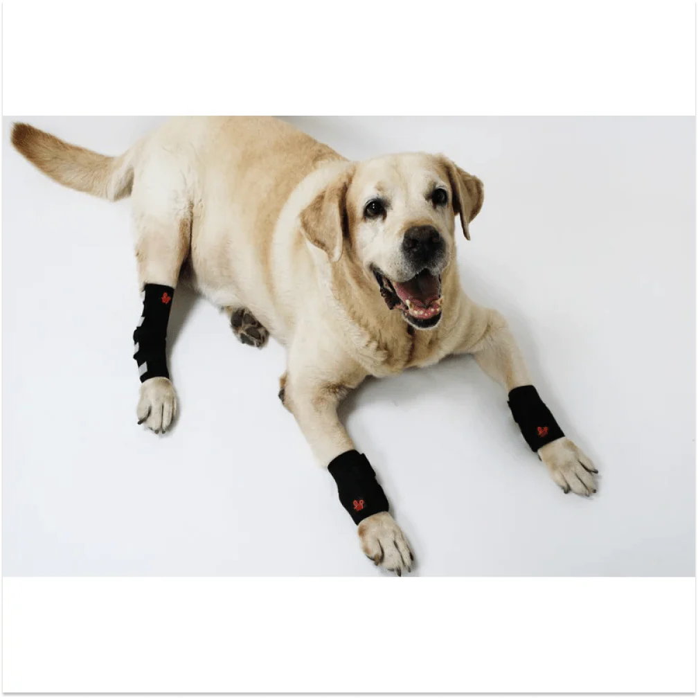 Lana Paws Back Leg Compression Braces for Hock Joint Ankle Support & Mobility for Dogs and Cats (Black) - Image 3