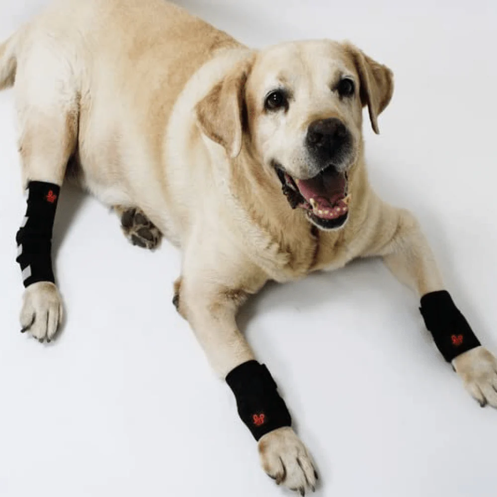 Lana Paws Front Leg Splint Braces for Carpal Support and Mobility for Dogs and Cats (Black) - Image 5