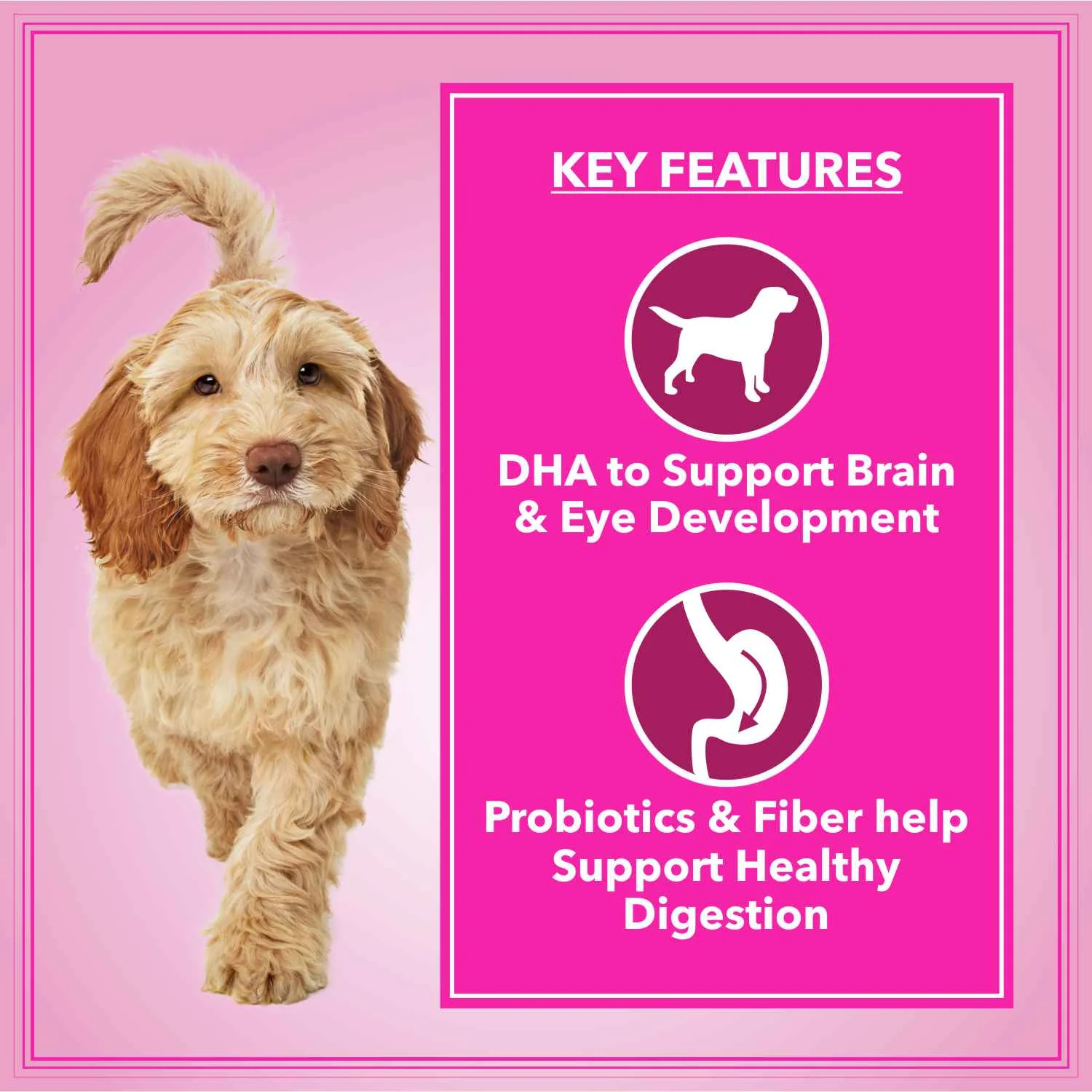 Let's Bite Active Adult Chicken Dry Food for Dogs - Image 3