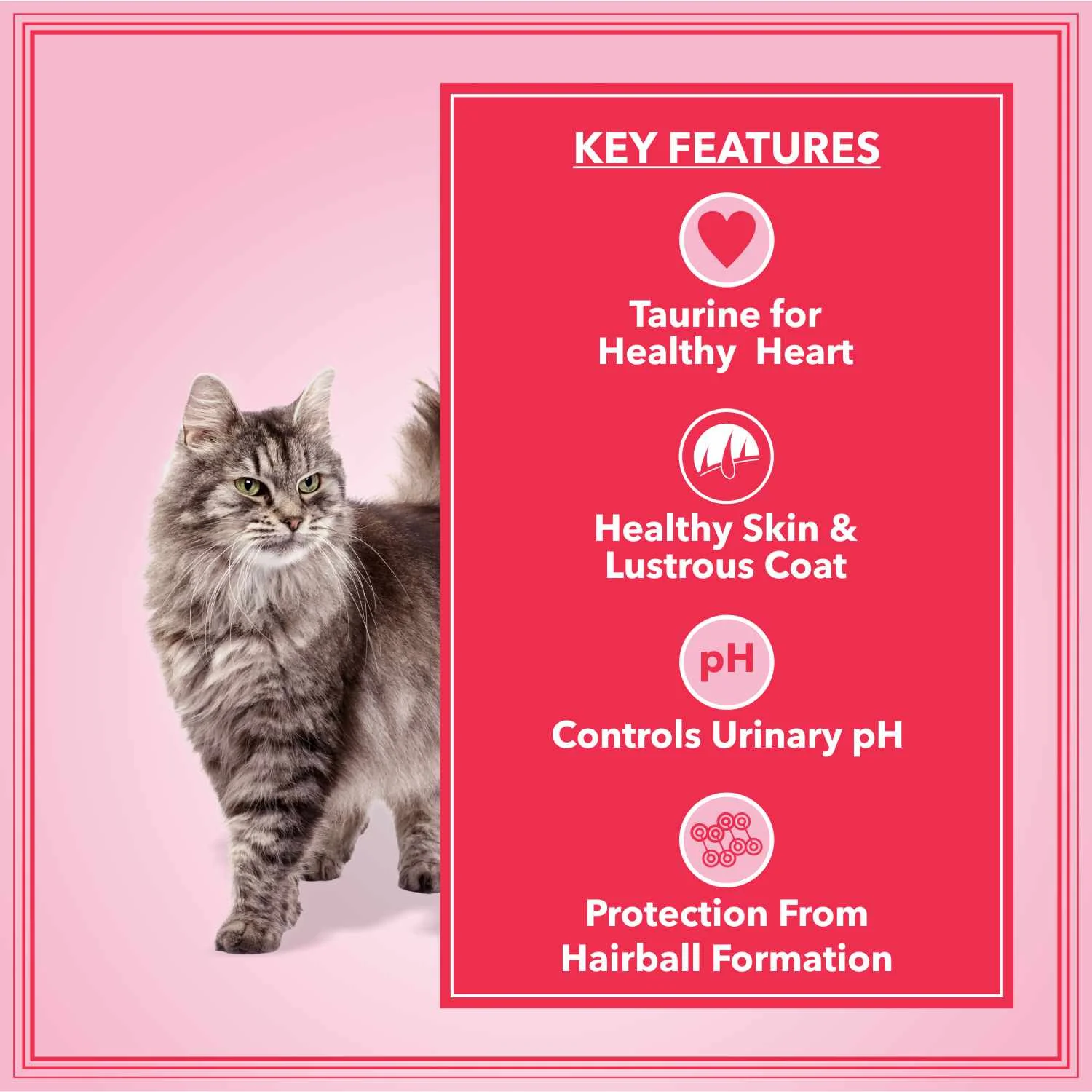 Let's Bite Active Adult Ocean Fish Dry Cat Food - Image 5
