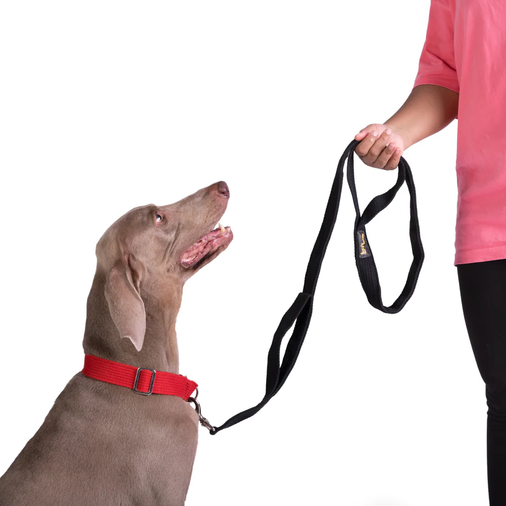 Let's Wag Double Handle Fabric Leash for Dogs (Black) - Image 6
