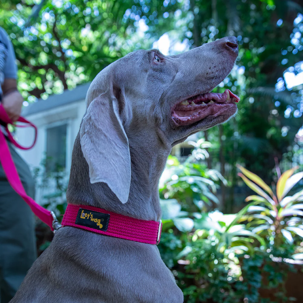 Let's Wag Double Handle Fabric Leash for Dogs (Pink) - Image 4