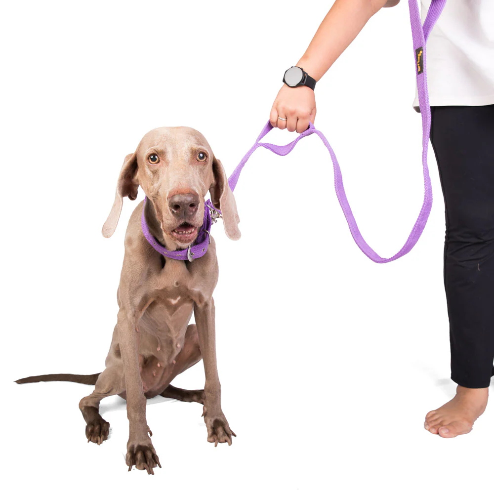 Let's Wag Double Handle Fabric Leash for Dogs (Purple) - Image 7