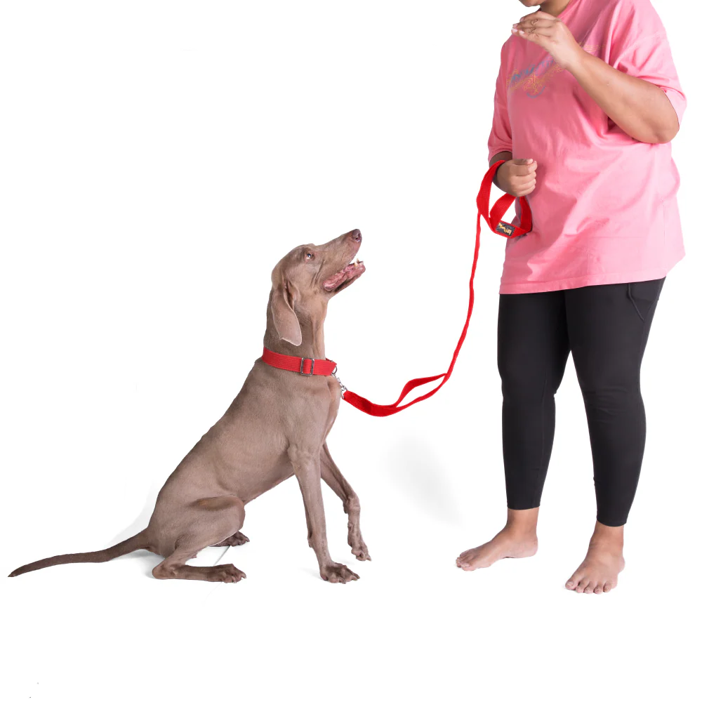 Let's Wag Double Handle Fabric Leash for Dogs (Red) - Image 6