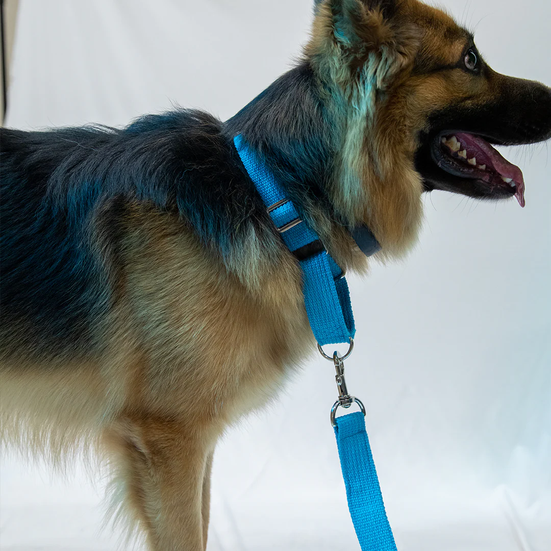 Let's Wag Martingale Fabric Collar for Dogs (Cobalt Blue) - Image 4
