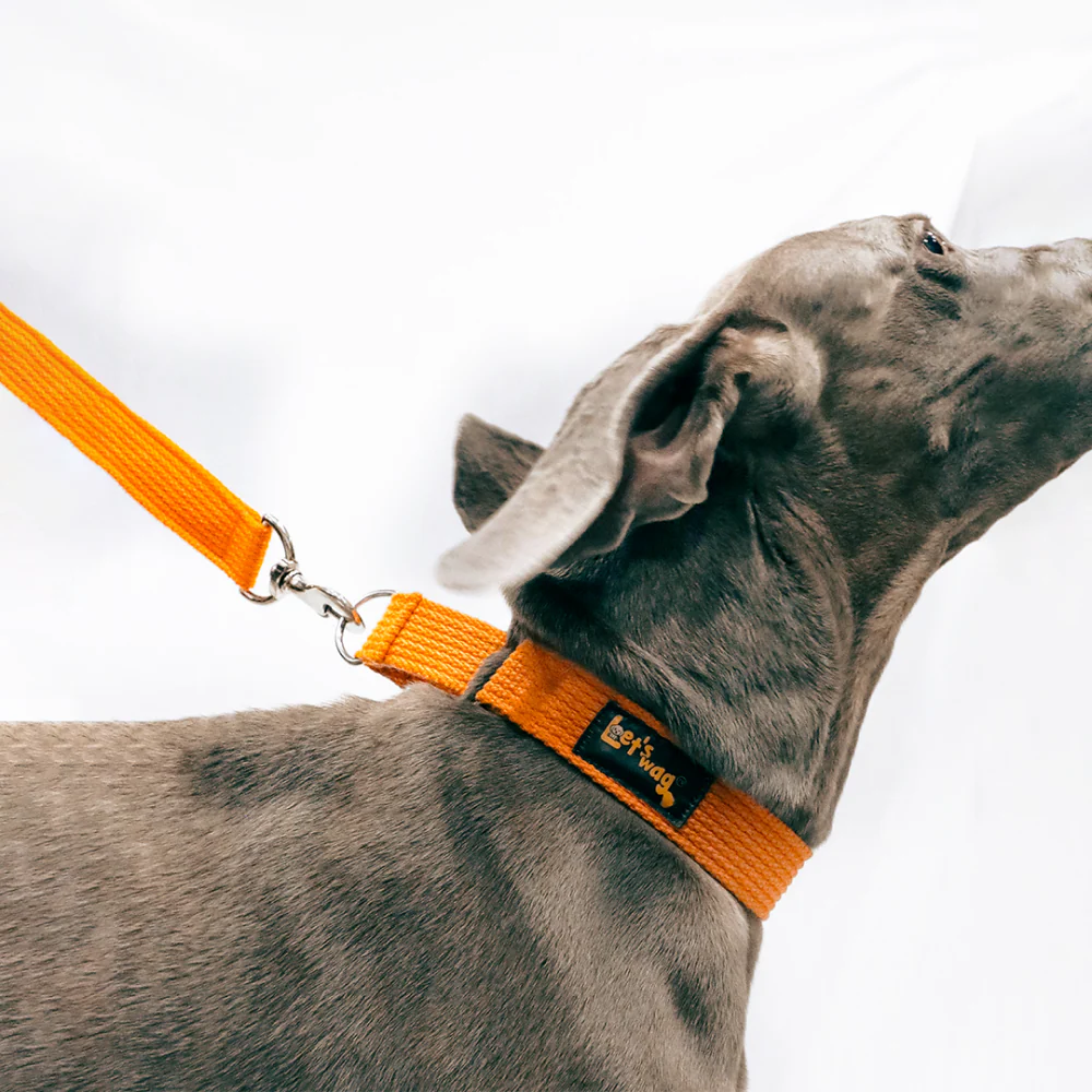 Let's Wag Martingale Fabric Collar for Dogs (Orange) - Image 3