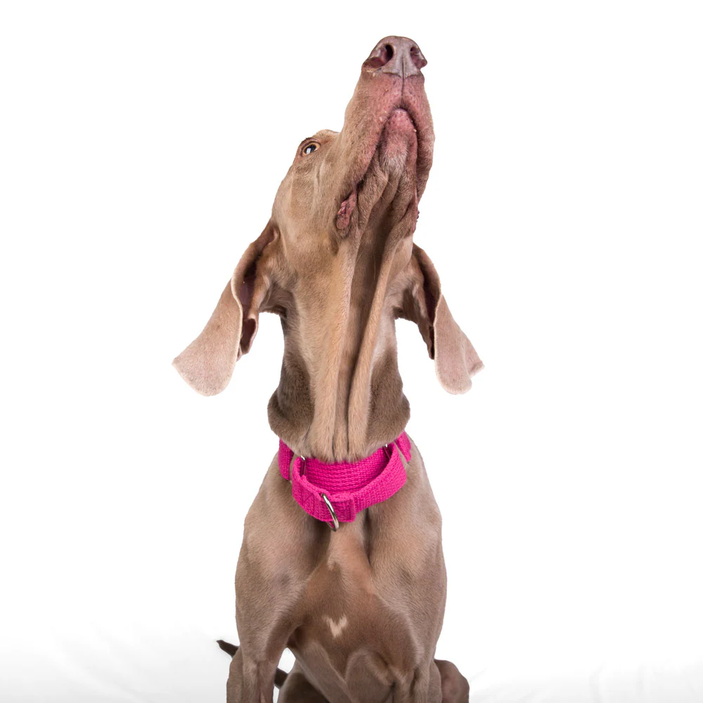 Let's Wag Martingale Fabric Collar for Dogs (Pink) - Image 4
