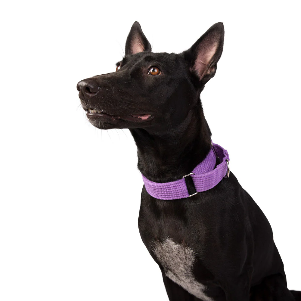 Let's Wag Martingale Fabric Collar for Dogs (Purple) - Image 6