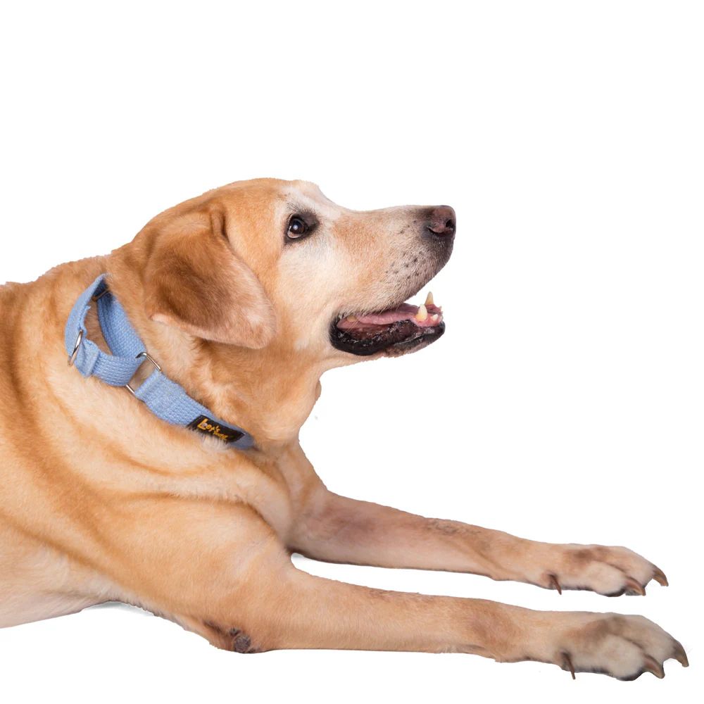 Let's Wag Martingale Fabric Collar for Dogs (Sky Blue) - Image 4