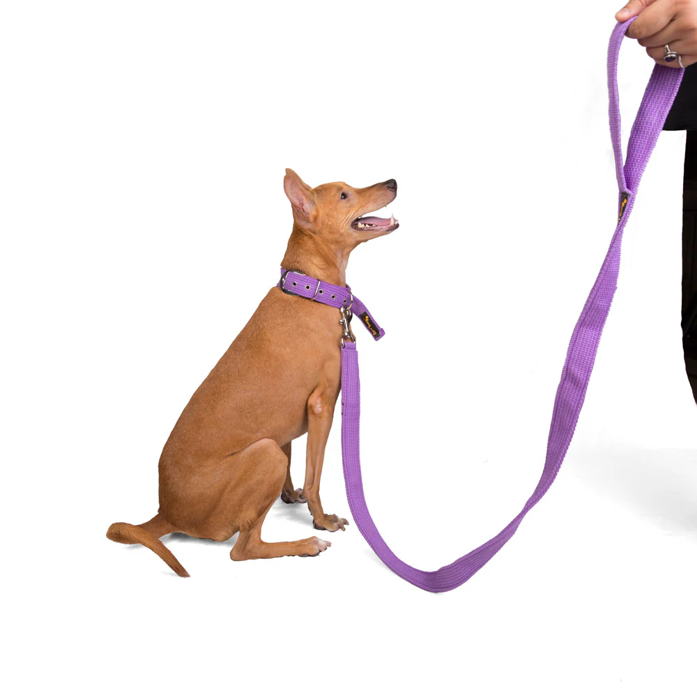 Let's Wag Single Handle Fabric Leash for Dogs (Purple) - Image 6