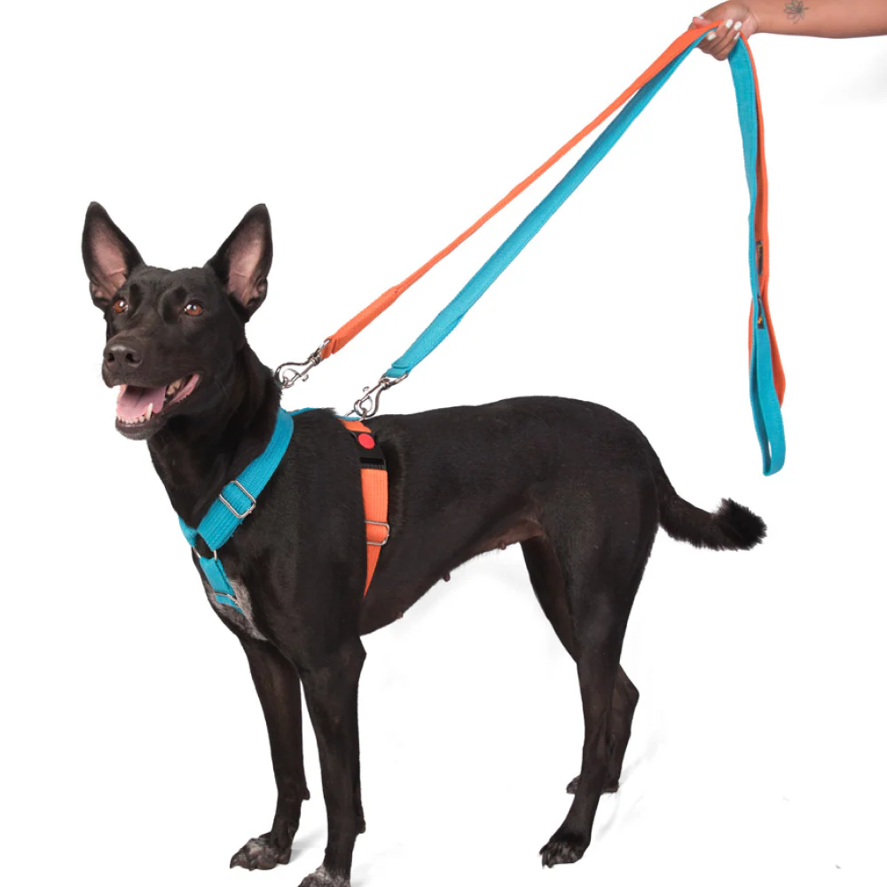 Let's Wag Training and Safety Dual Clip Designed H Harness for Dogs (Orange/Cobalt Blue) - Image 4