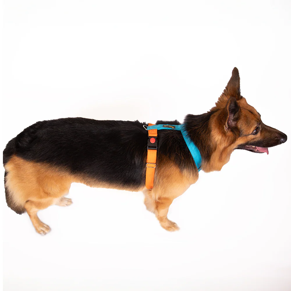 Let's Wag Training and Safety Dual Clip Designed H Harness for Dogs (Orange/Cobalt Blue) - Image 5