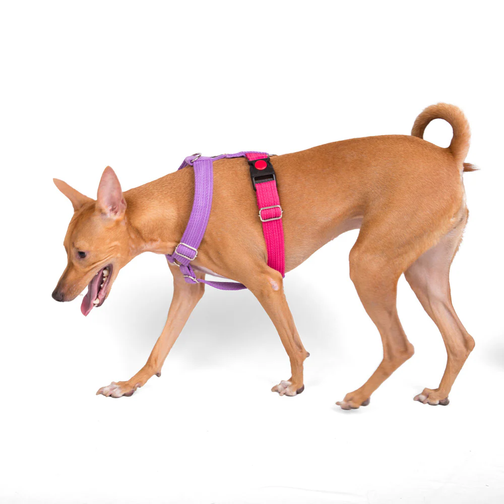 Let's Wag Training and Safety Dual Clip Designed H Harness for Dogs (Pink/Purple) - Image 4