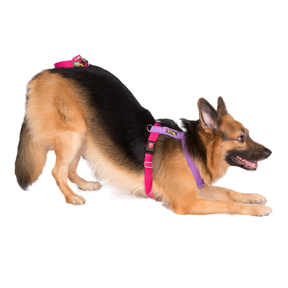 Let's Wag Training and Safety Dual Clip Designed H Harness for Dogs (Pink/Purple) - Image 5
