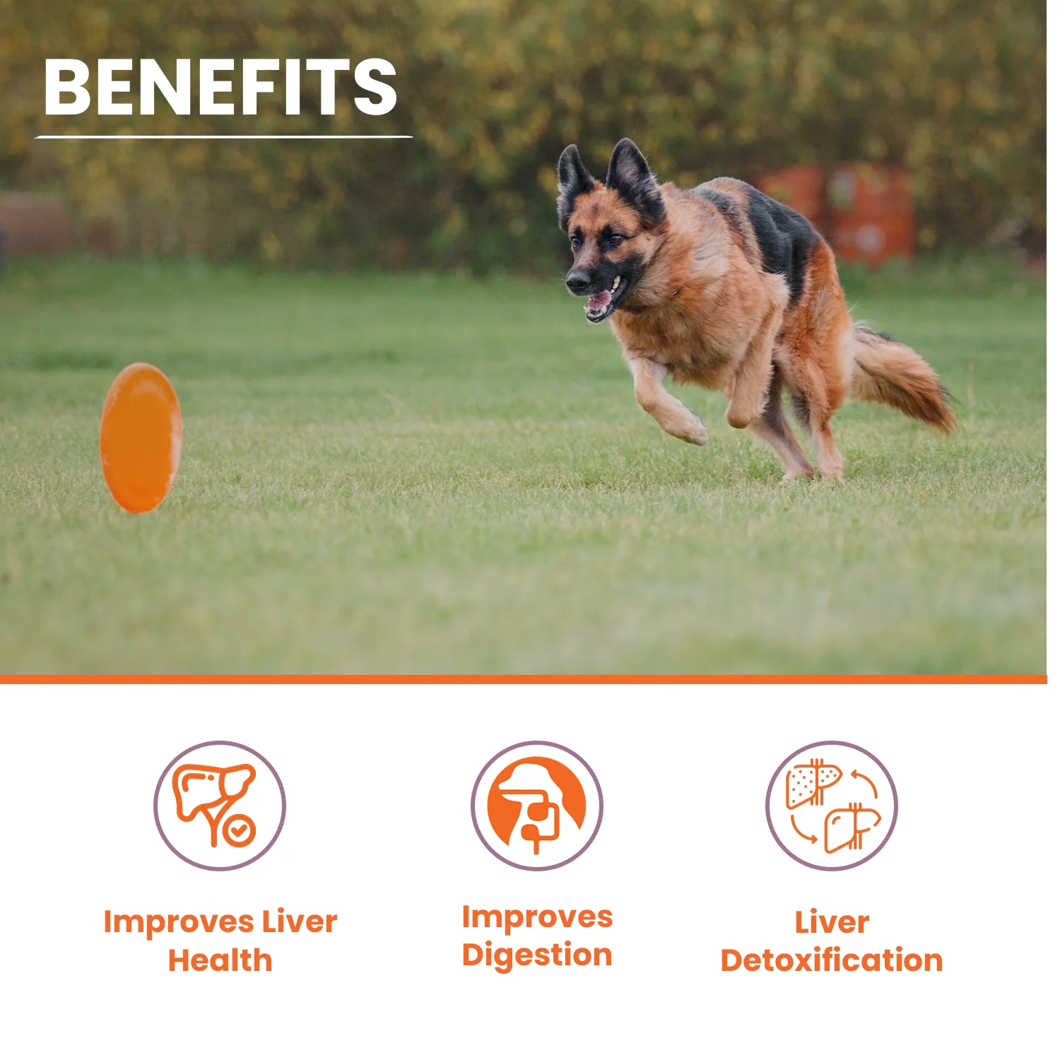 Lickicious Chicken Flavour Liver Care Syrup for Liver Support & Liver Detox for Dogs & Cats - Image 2