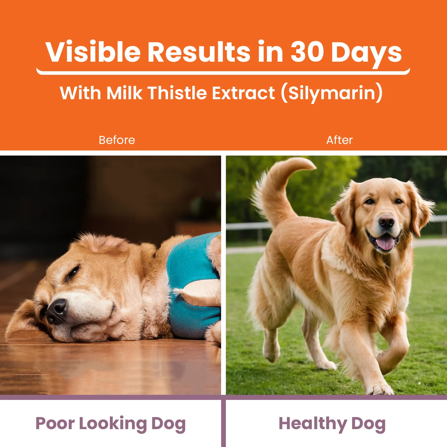 Lickicious Chicken Flavour Liver Care Syrup for Liver Support & Liver Detox for Dogs & Cats - Image 3
