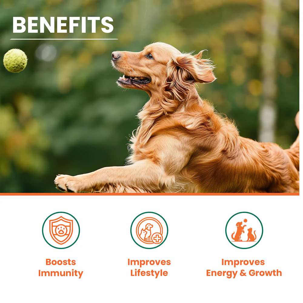 Lickicious Chicken Flavour Multivitamin Syrup for Dogs & Cats - Image 2