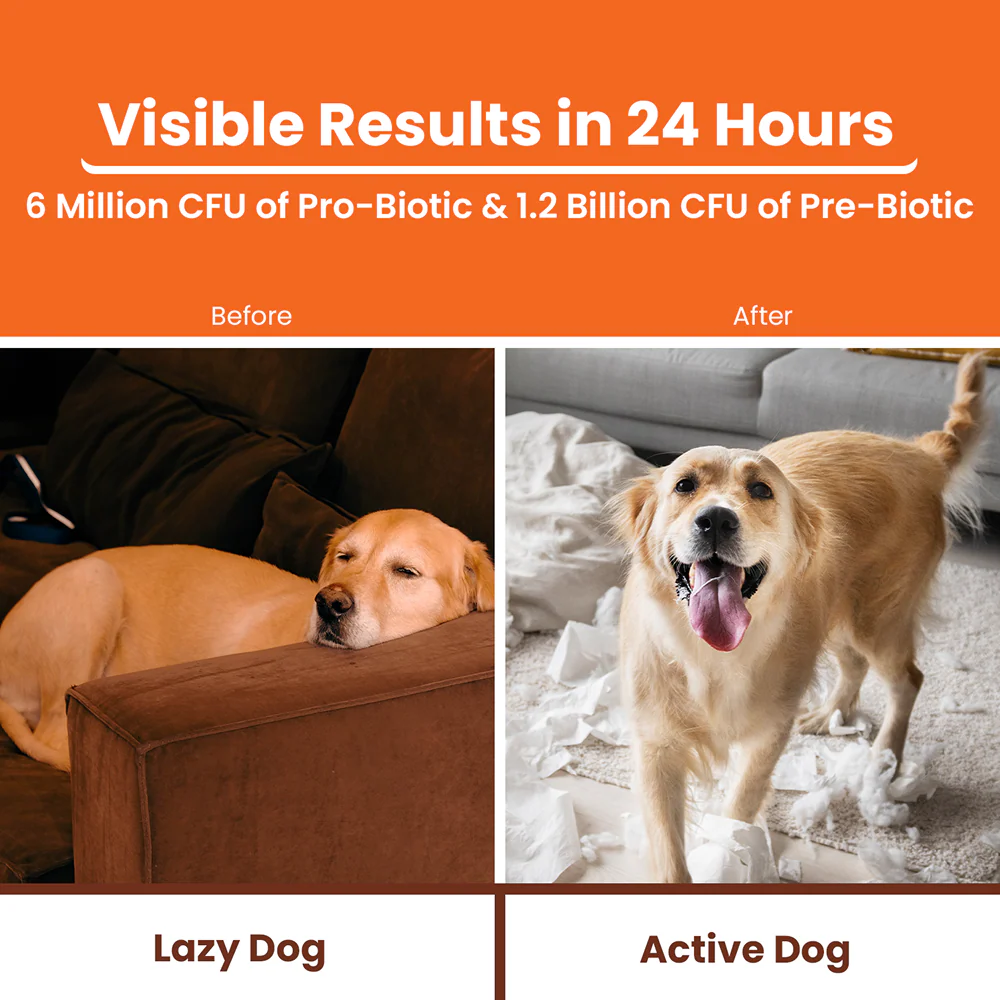 Lickicious Pre and Probiotics Sachets,Gut Health & Digestion for Dogs & Cats - Image 2