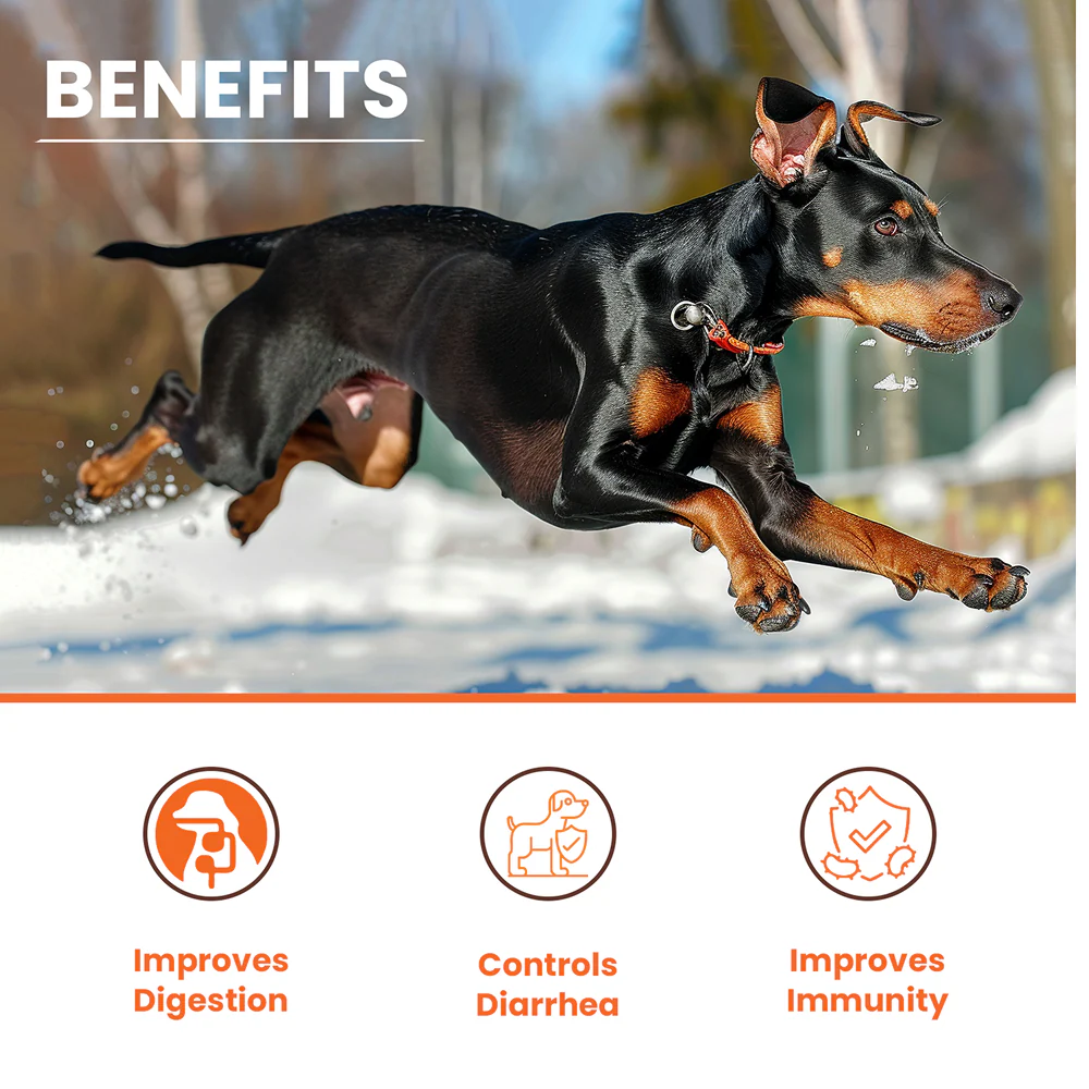 Lickicious Pre and Probiotics Sachets,Gut Health & Digestion for Dogs & Cats - Image 5