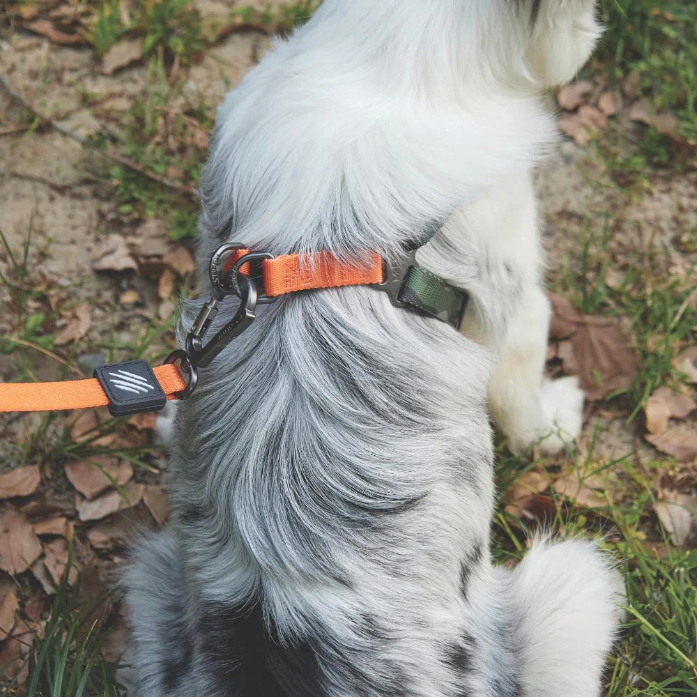 M Pets Wild Jungle Control Leash for Dogs - Image 4