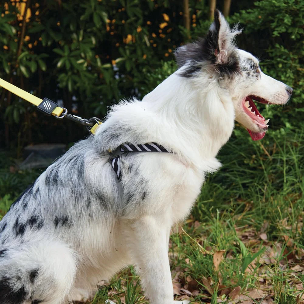 M Pets Wild Safari Control Leash for Dogs - Image 5