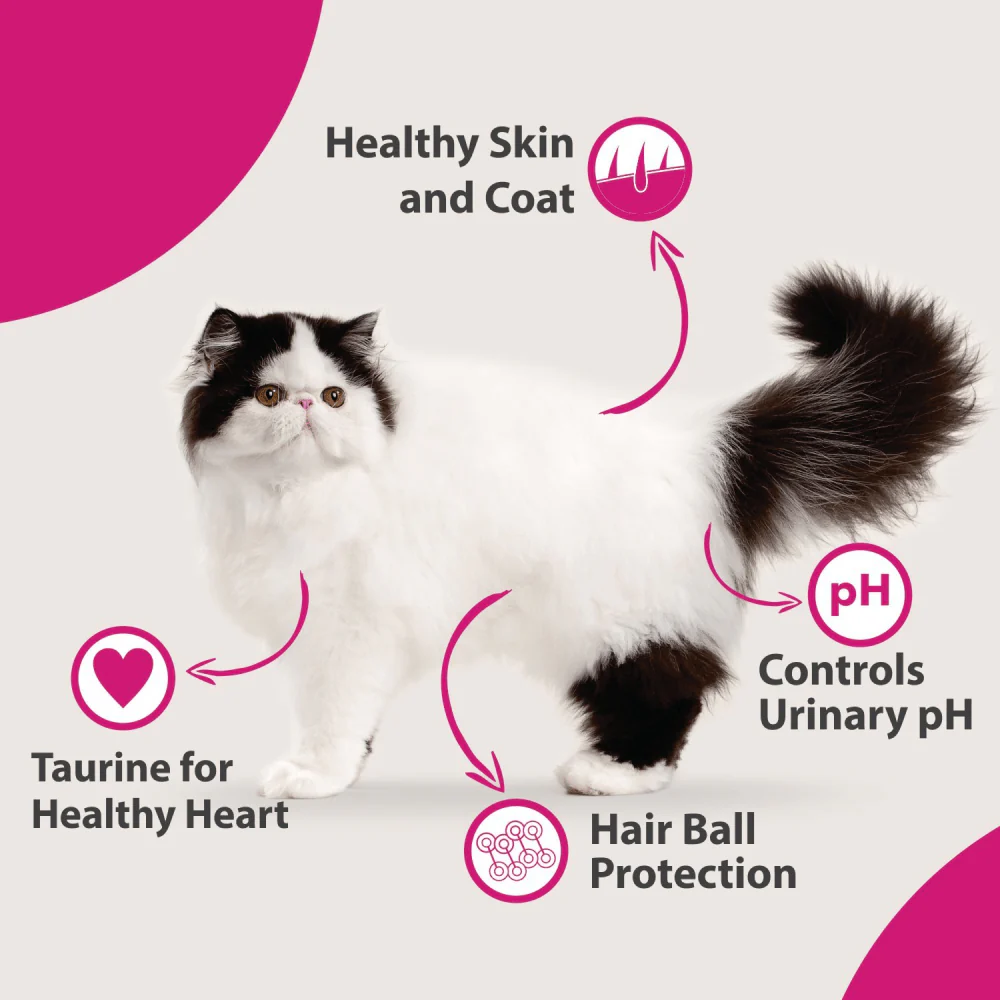 Maxi Persian Adult Cat Dry Food - Image 6