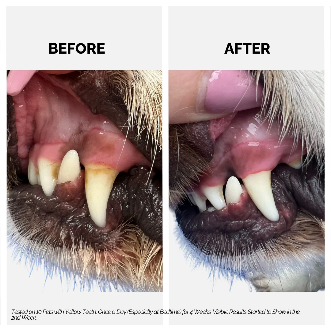 Moe Puppy Thyme Grapeseed Dental Spray for Dogs & Cats - Image 4