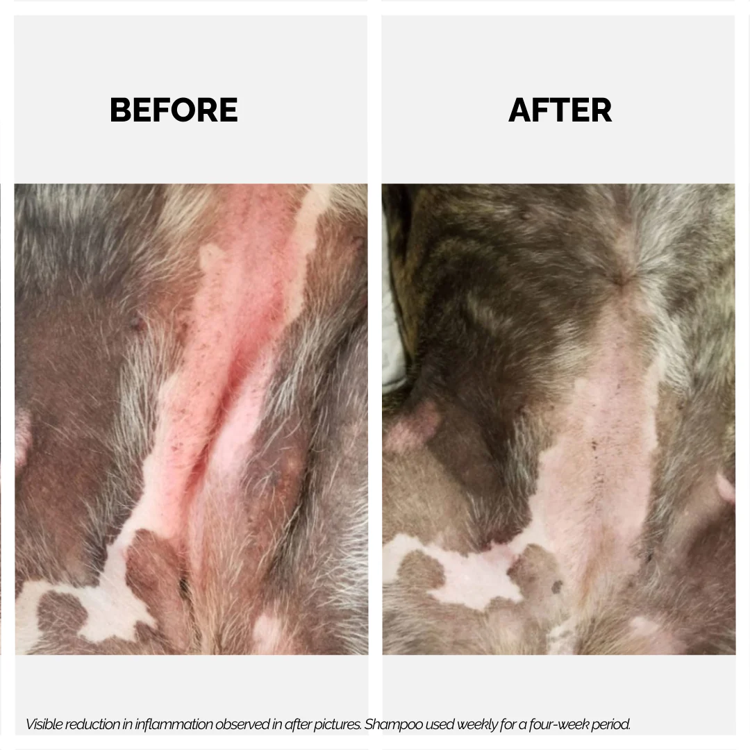 Moe Xtra Nourish for Relieving Itch and Moisturizing Dry Coat Shampoo for Dogs and Cats - Image 3