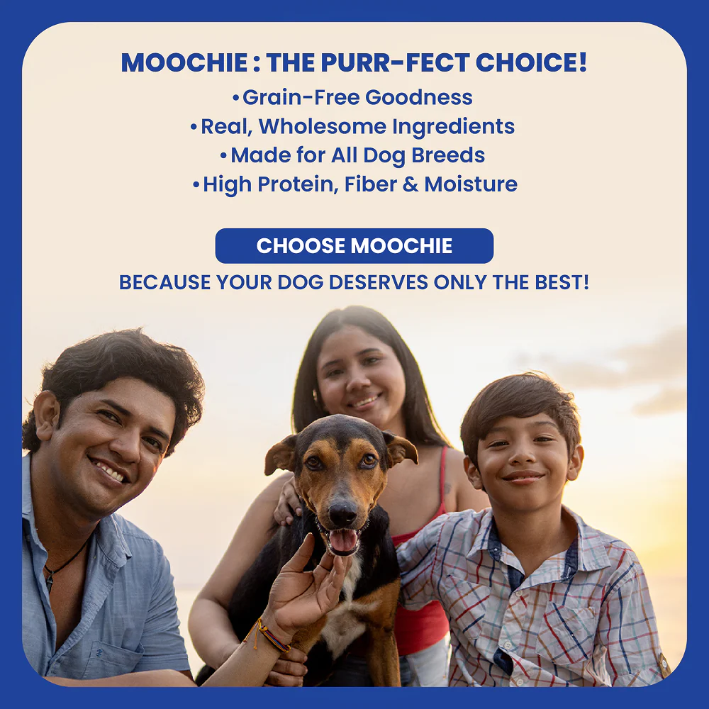 Moochie Beauty Skin and Coat Casserole with Salmon Gravy Adult Dog Wet Food - Image 6